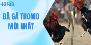 Đá Gà Thomo Mới Nhất - Đấu Trường Hấp Dẫn Cho Thần Kê