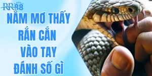 Nằm Mơ Thấy Rắn Cắn Vào Tay Đánh Số Gì Thì Dễ Trúng?