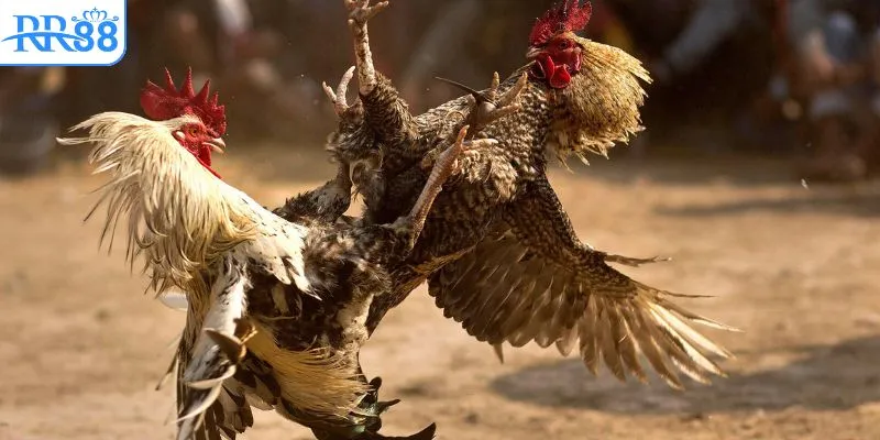 Ưu điểm vượt trội khi xem clip đá gà Thomo tại RR88